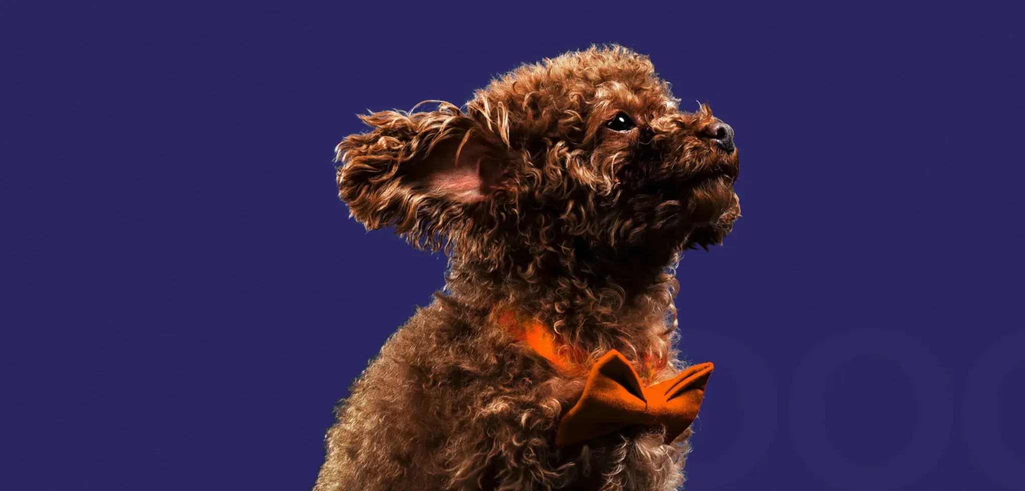 Pet com gravata laranja